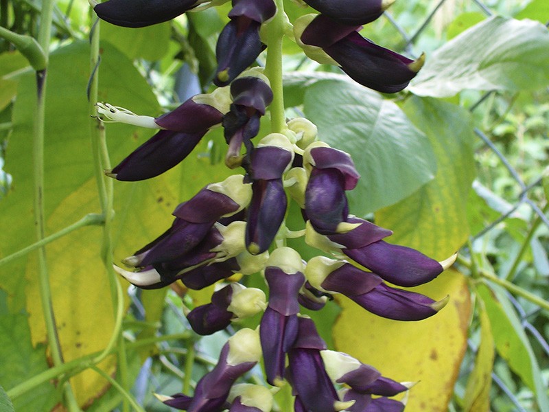 Mucuna pruriens